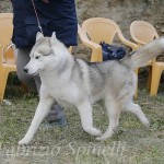 Mostra Nazionale Canina di Bellezza